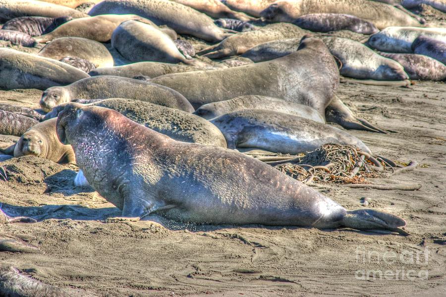 Bull Elephant Seal Photograph by Tap On Photo