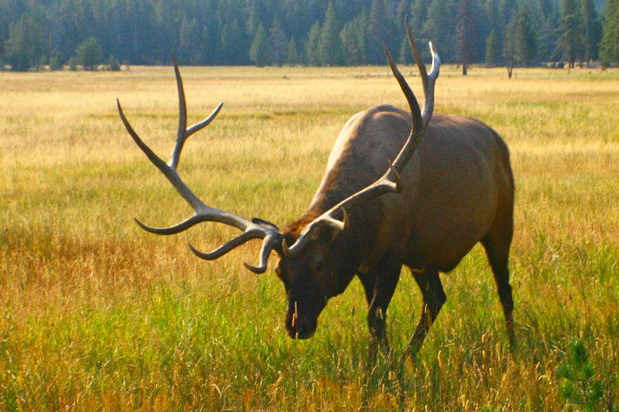Bull Elk 1 Photograph by Jon Emery
