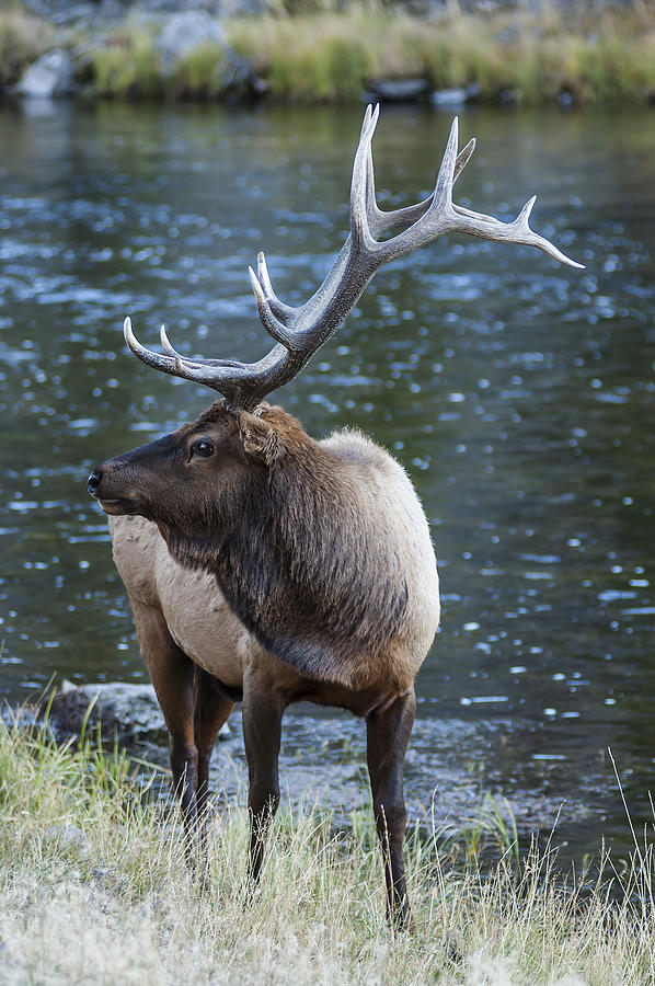 Bull Elk 1 Photograph by Lee Kirchhevel