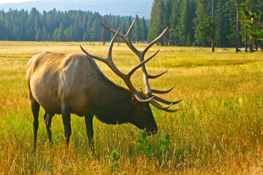 Bull Elk 2 Photograph by Jon Emery