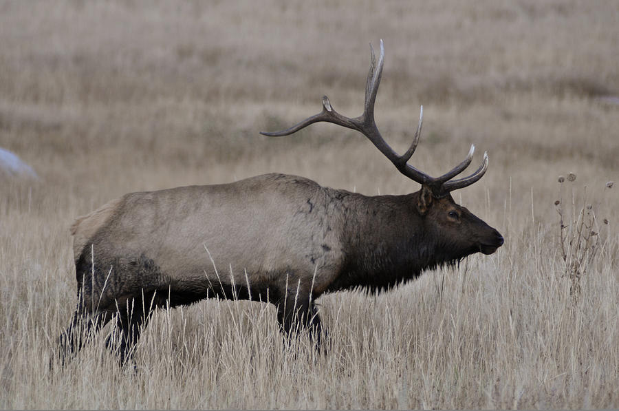 Bull Elk 2 Photograph by Lee Kirchhevel