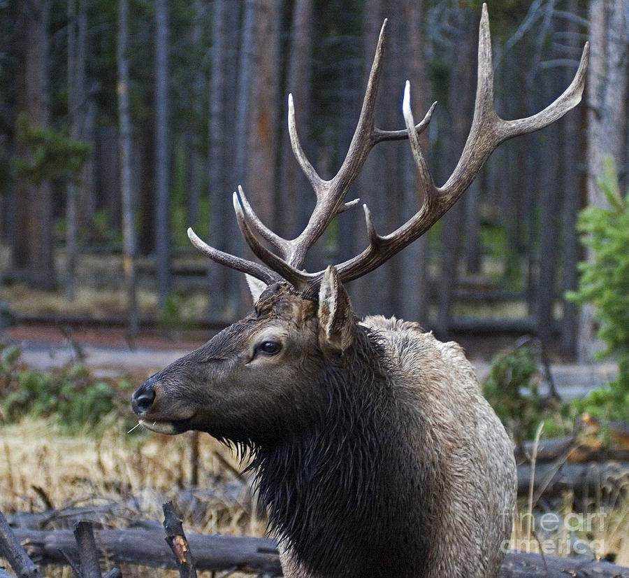 Bull Elk    2005 Photograph by J L Woody Wooden