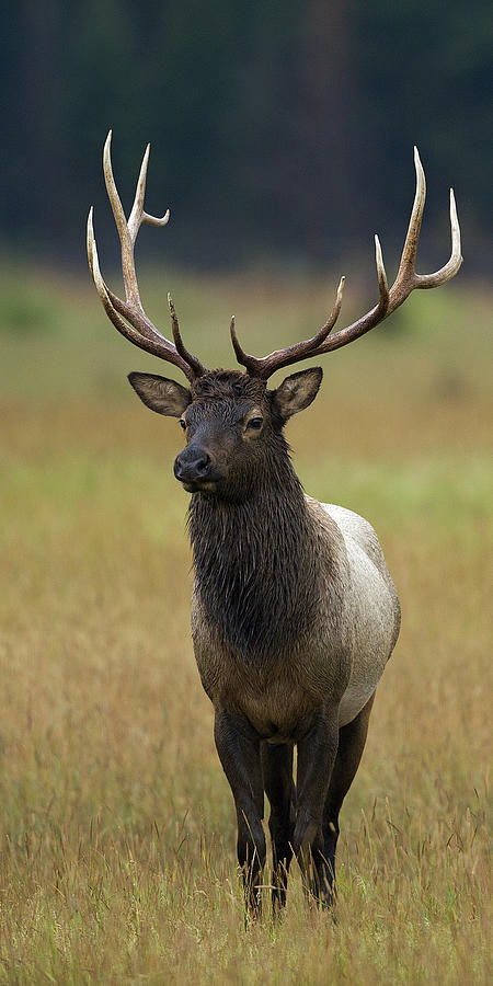 Bull Elk 6 by 6  Photograph by Gary Langley