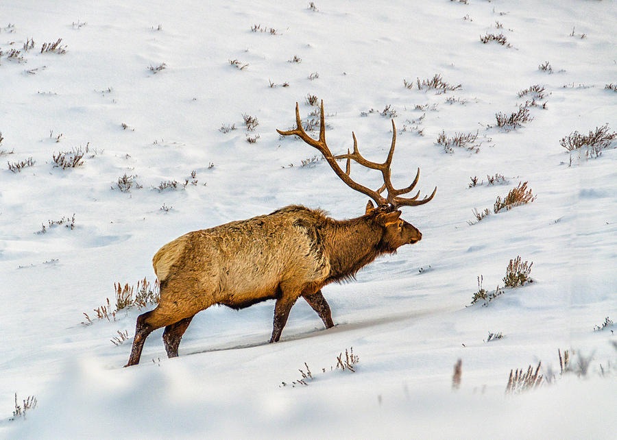 Bull Elk Photograph by Alan Toepfer