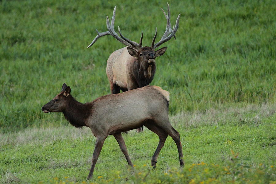 Bull Elk and Cow Photograph by Bruce J Robinson