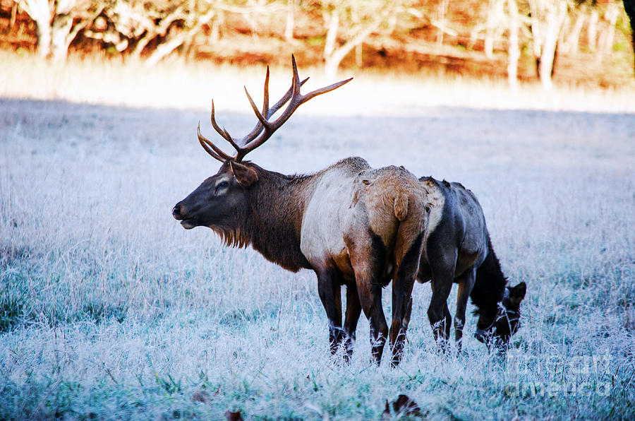 Bull Elk And Cow Photograph by Paul Mashburn