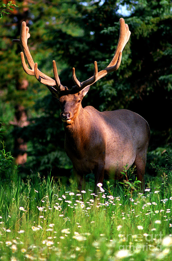Bull Elk And Daisies Photograph by Terry Elniski