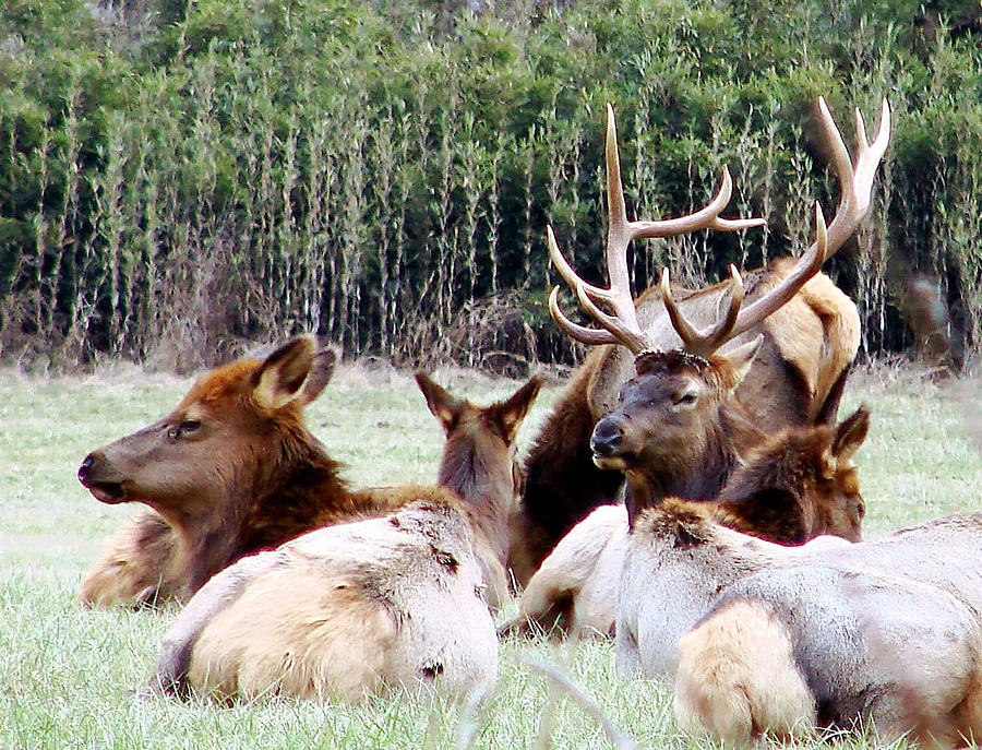 Nature Photograph - Bull Elk and his girls 2 by Mary Halpin