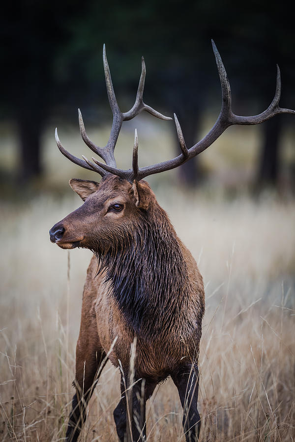 Bull Elk at Alert Photograph by Chris Sheen - Fine Art America