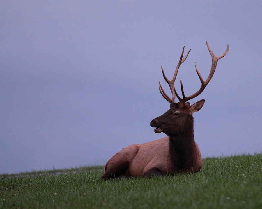 Bull Elk At Dusk Photograph by Bruce J Robinson