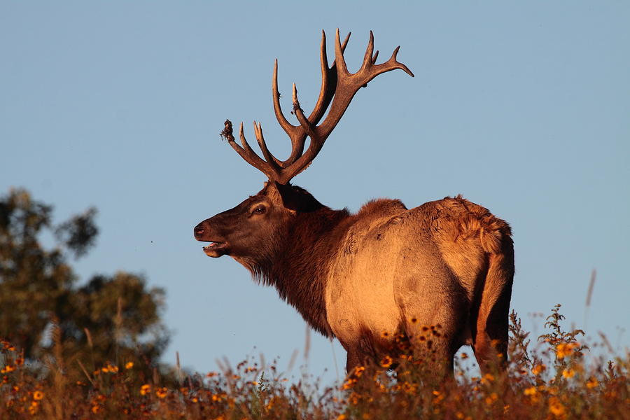 Bull Elk At Sunset Photograph by Bruce J Robinson