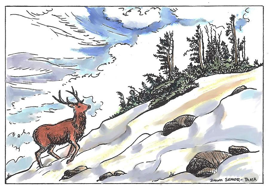 Nature Drawing - Bull Elk at Timberline by Dawn Senior-Trask