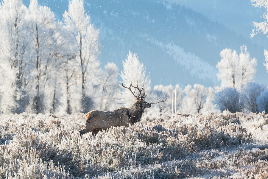 Bull Elk At Winter Dawn Photograph by Yeates Photography