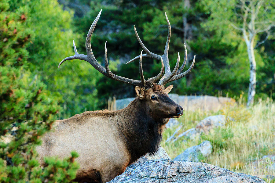 Bull Elk Photograph by Ben Graham