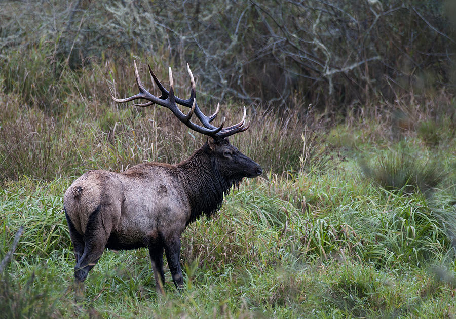 Bull Elk Photograph by Betty Depee
