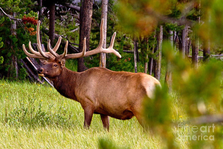 Bull Elk Photograph by Bill Gallagher