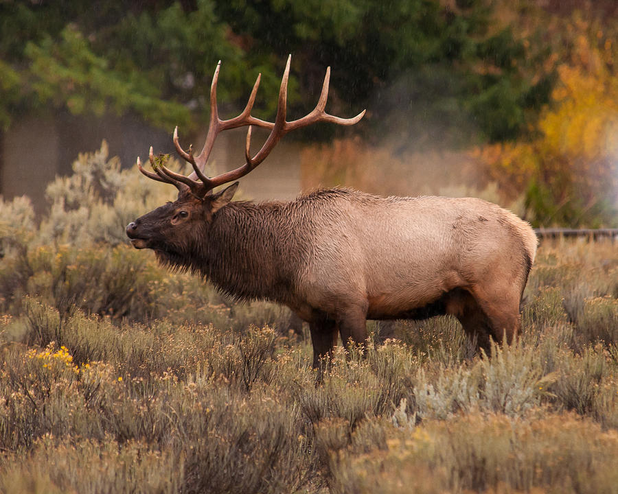 Bull Elk Photograph by Brenda Jacobs