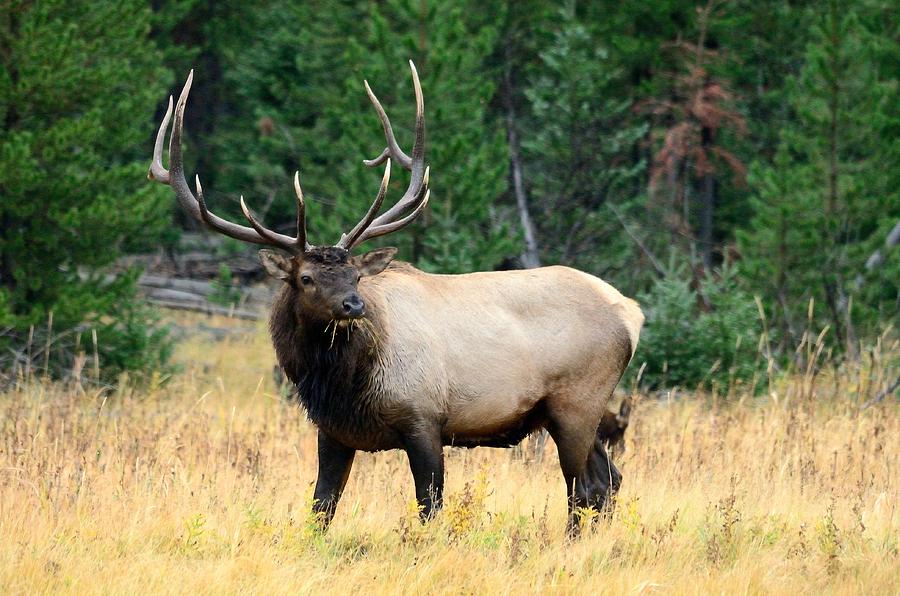 Bull Elk Photograph by Brian Wartchow - Fine Art America