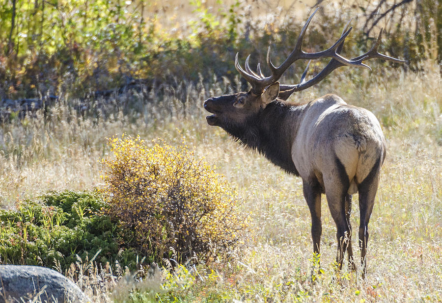Bull Elk Buggling Photograph by David Drew