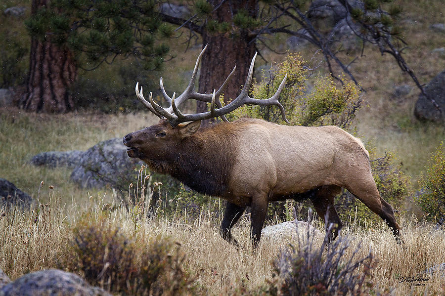 Bull Elk Bugle Photograph by Don Anderson