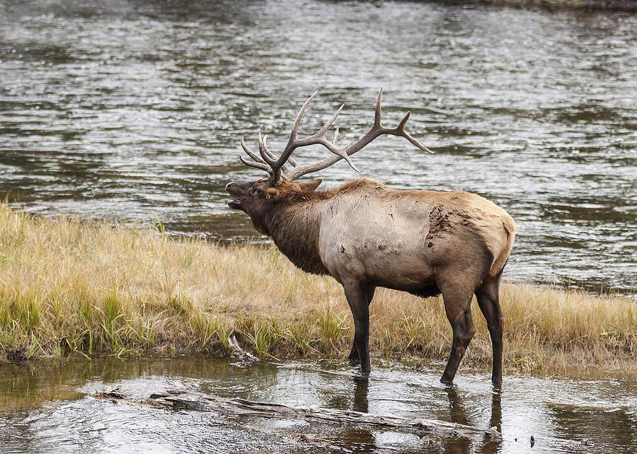 Bull Elk Bugling 2 Photograph by Lee Kirchhevel