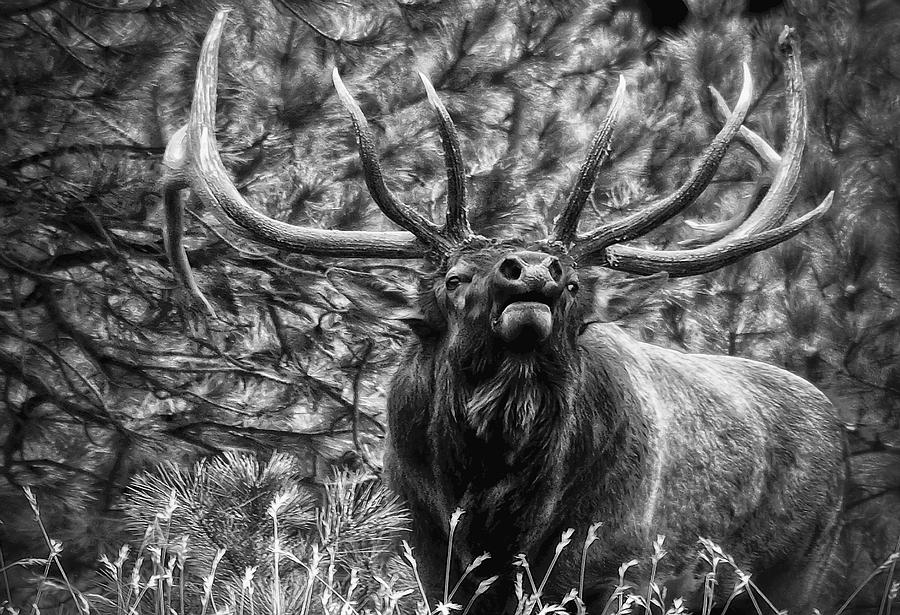 Bull Elk Bugling Black And White Photograph