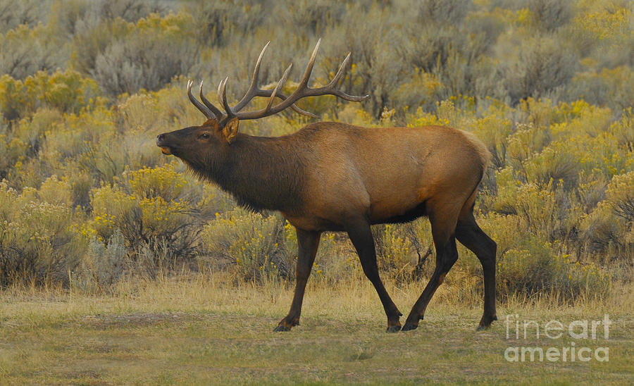 Bull Elk Bugling  Photograph by Dennis Hammer