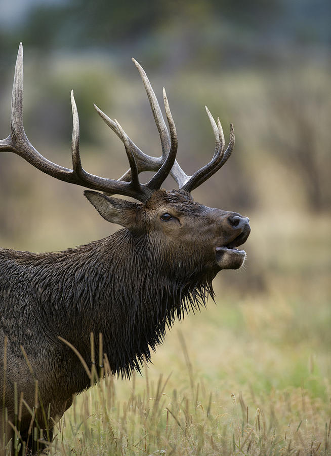 Bull Elk Bugling  Photograph by Gary Langley