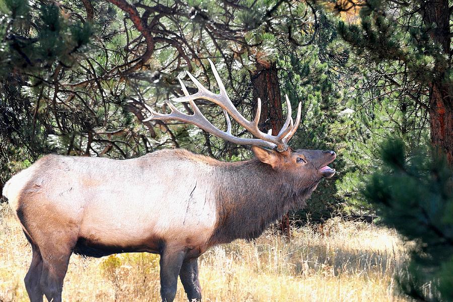 Bull Elk Bugling in Forest Photograph by Marilyn Burton