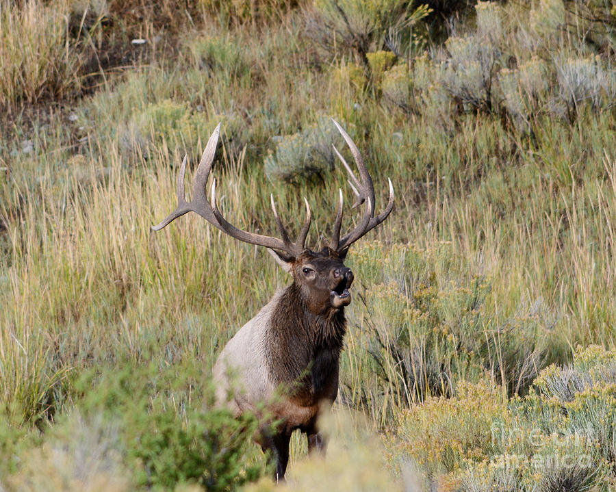 Bull Elk Bugling Photograph by John Greco