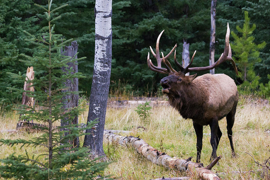 Wildlife Photograph - Bull Elk Bugling by Ken Archer