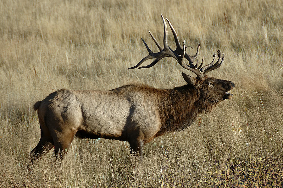 Bull Elk Bugling Photograph by Lee Kirchhevel