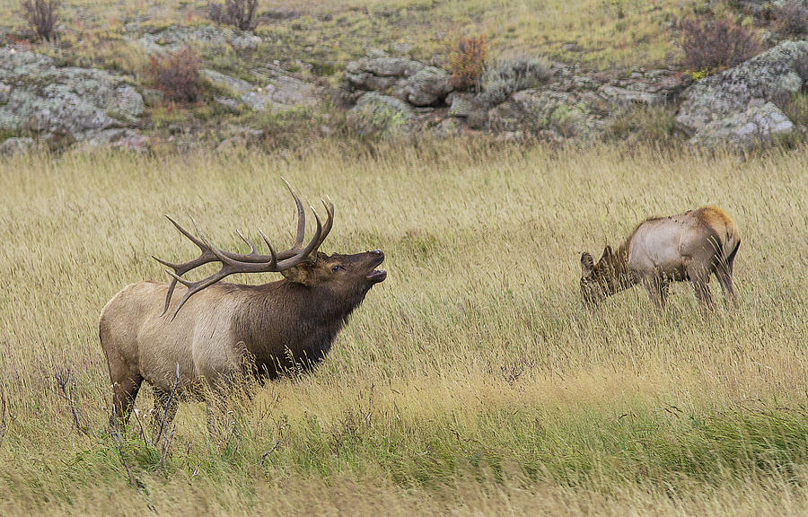 bugling bull elk calls bugling bull elk calls