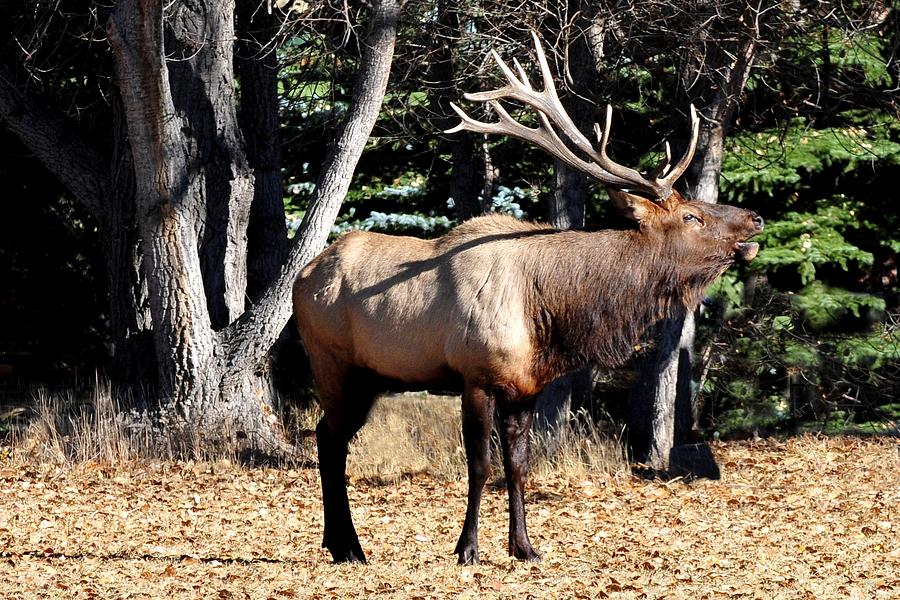 Bull Elk Bugling Photograph by Marilyn Burton