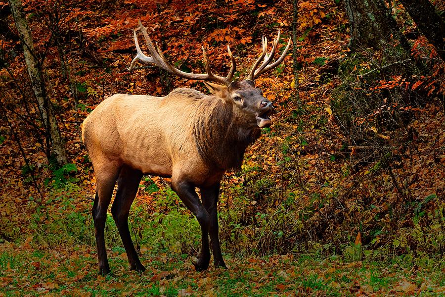 Bull Elk Bugling Photograph by Walt Sterneman