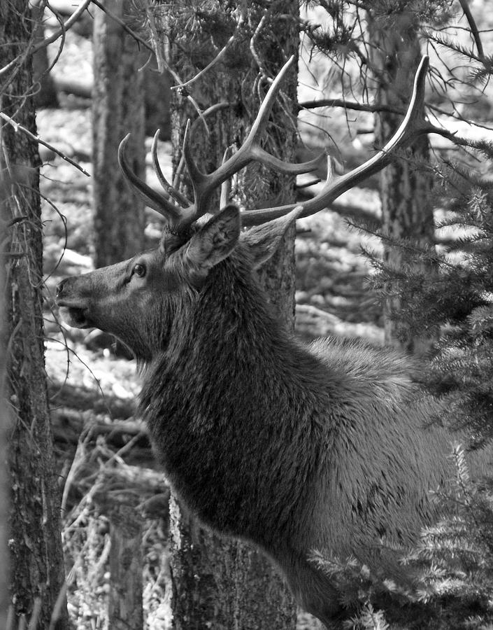 Bull Elk BW Photograph by Ernest Echols