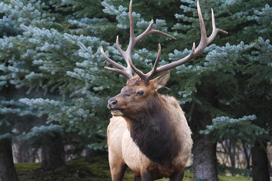 Rocky Mountain National Park Photograph - Bull Elk by Blue Spruce by Darrell E Spangler