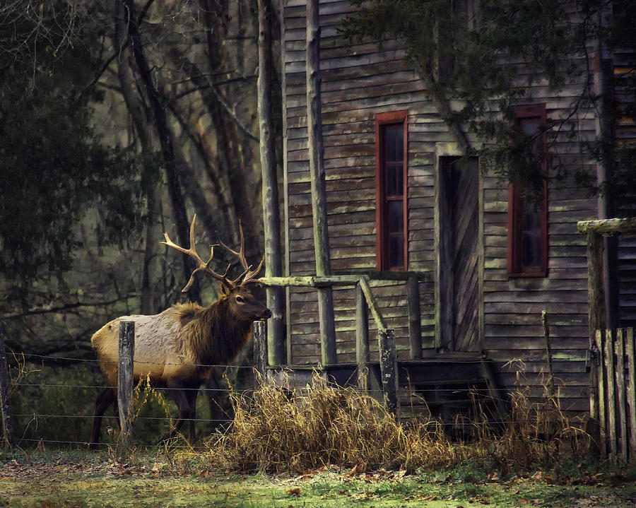 Bull Elk by the Old Boxley Mill Photograph by Michael Dougherty