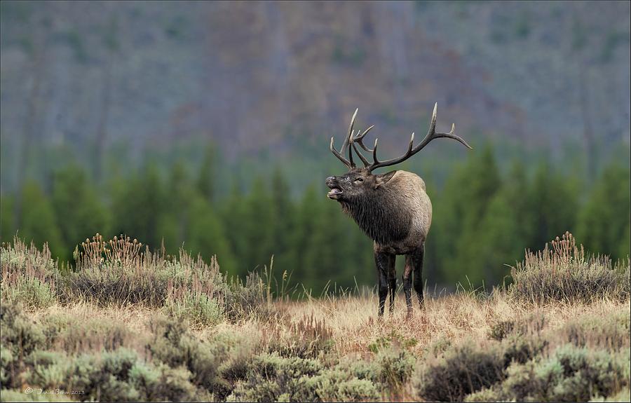 Bull Elk Calling Photograph by Daniel Behm