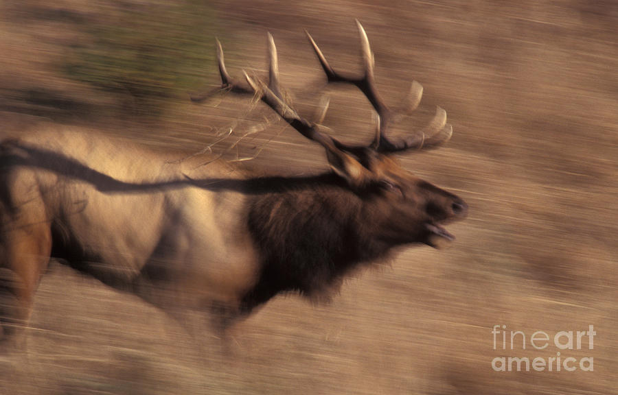 Bull Elk Cervus Canadensis Running Photograph by Ron Sanford