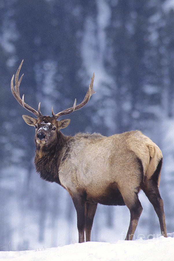 Bull Elk Cervus Elaphus Wild Yellowstone National Park Photograph by Dave Welling