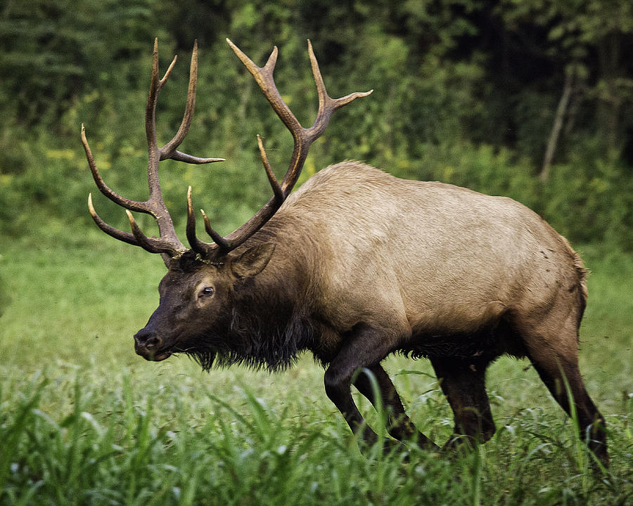 Bull Elk Charging Photograph by Michael Dougherty