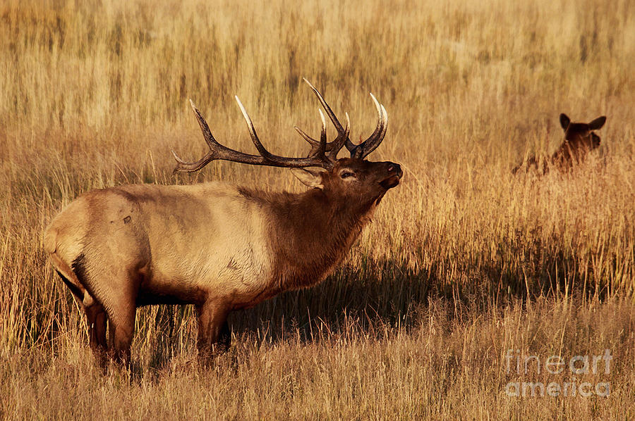 Bull Elk Photograph by Clare VanderVeen