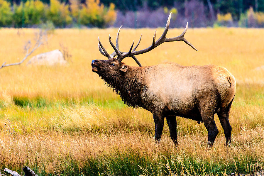 Bull Elk - Colorado Photograph by Ben Graham