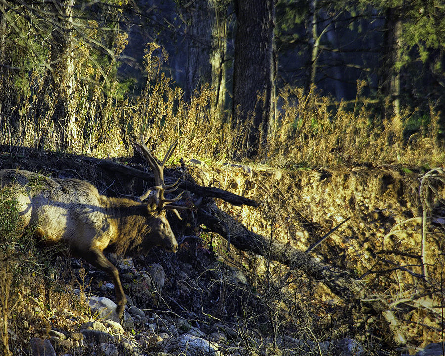 Bull Elk Crossing a Dry Creek Photograph by Michael Dougherty