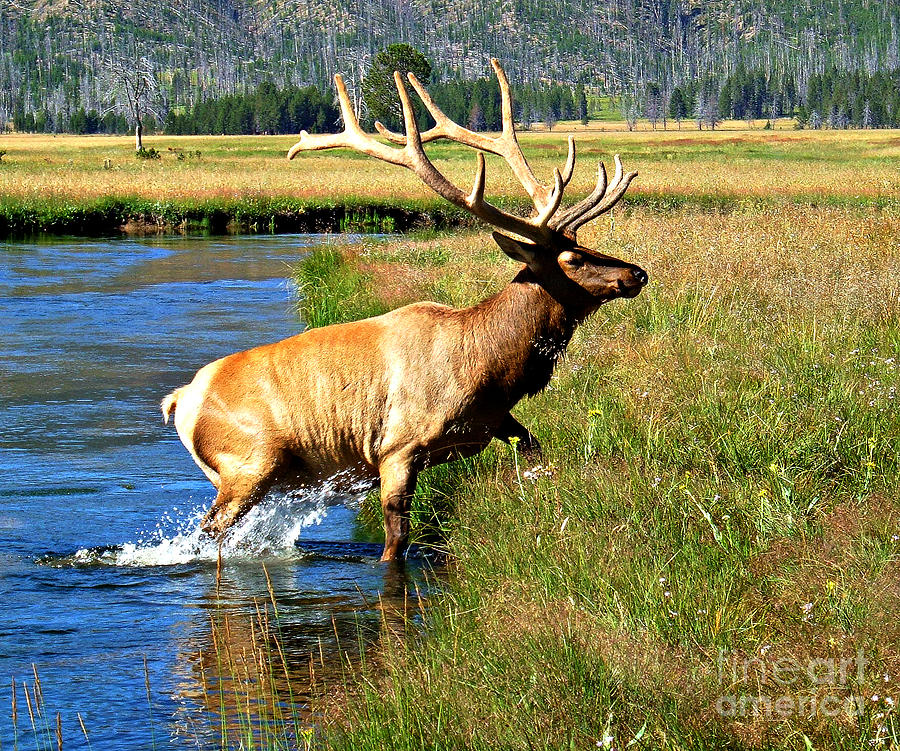 Yellowstone National Park Photograph - Bull Elk Crossing River by Trisha Shrum Shrader