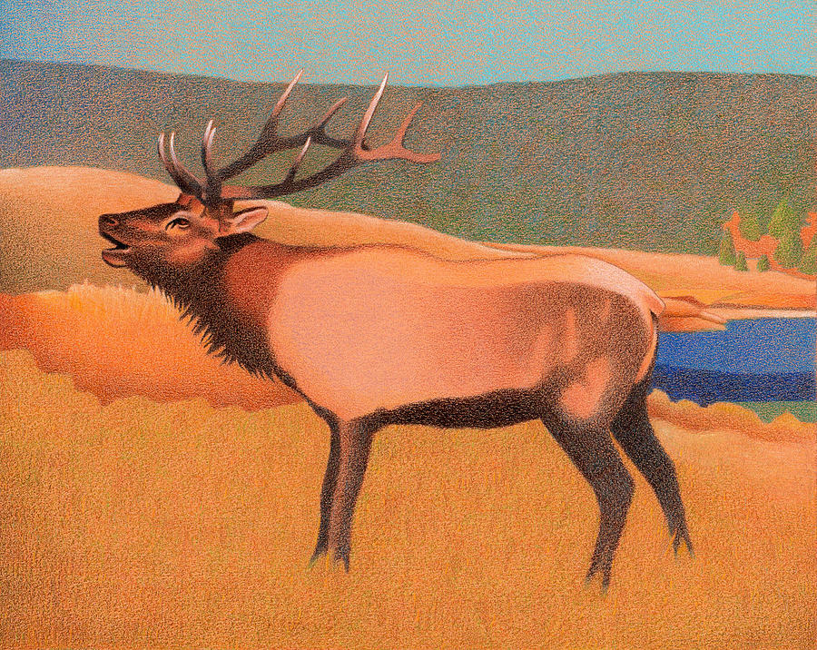 Bull Elk Drawing by Dan Miller