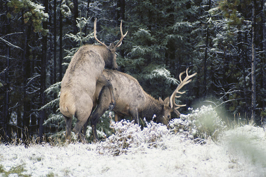 Bull Elk Dominance Display Photograph by Thomas And Pat Leeson