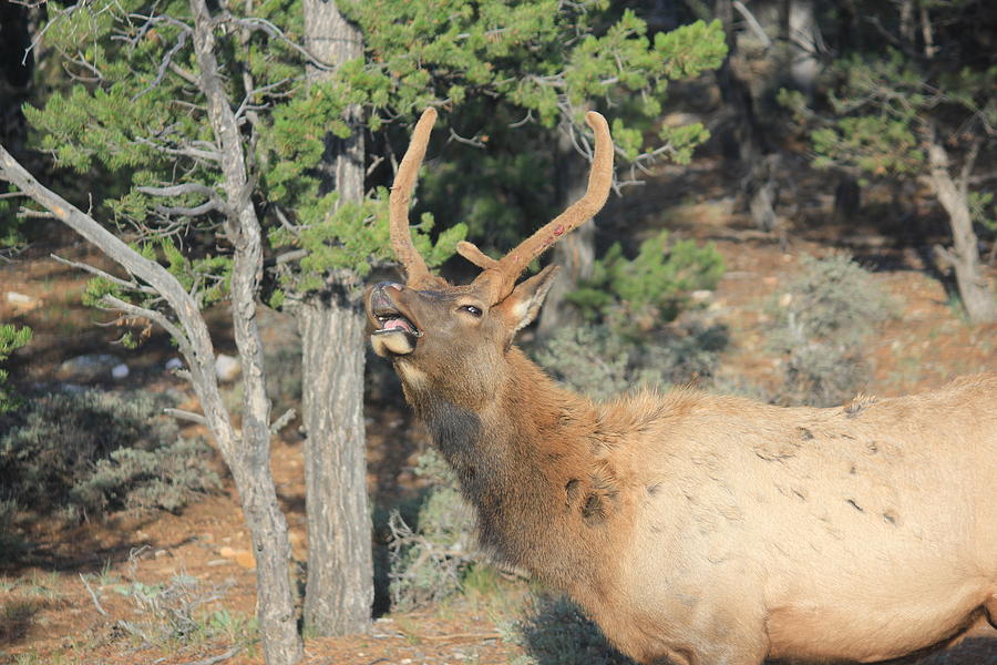 Bull Elk Photograph by Douglas Miller