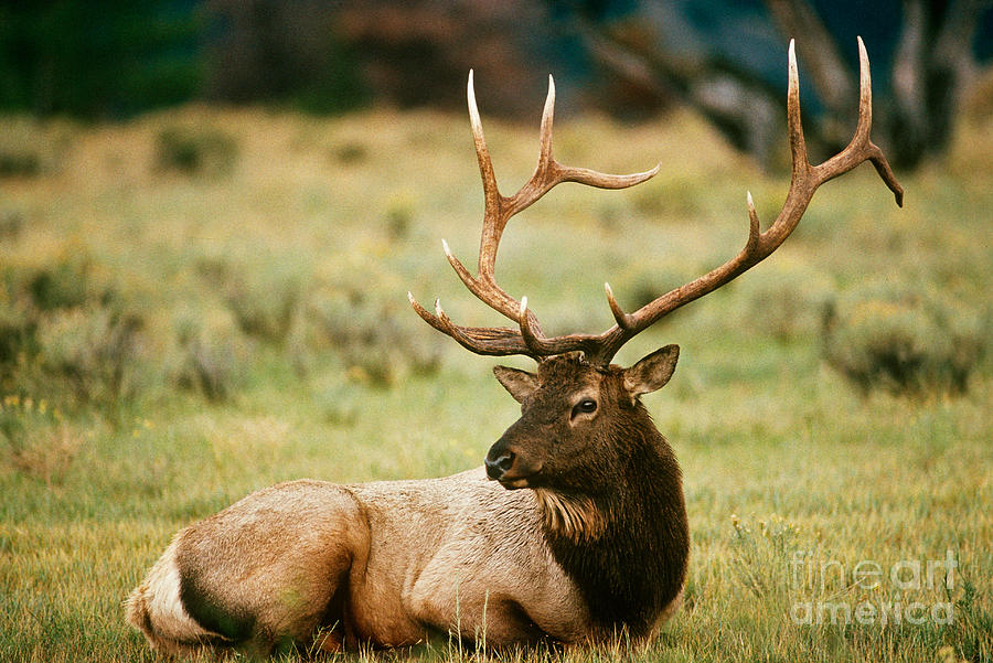 Bull Elk During Rutting Season Photograph by Gregory G. Dimijian, M.D ...